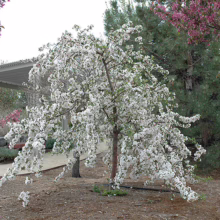 Malus 'Red Jade' (Crabapple) larger tree.