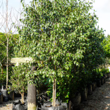 160L Alnus jorullensis (Everegreen Alder) July 2025 at Leafland