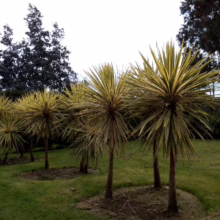 Cordyline australis 'Albertii' (Cabbage Tree) lines.