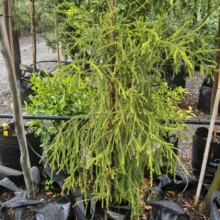 25L Dacrydium cupressinum (Rimu) April 25 at Leafland