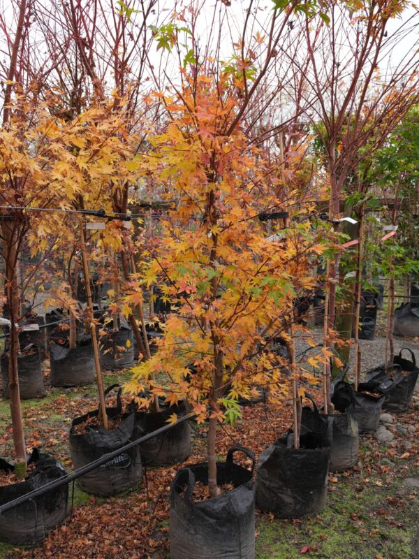 35L Acer palmatum 'Senkaki' (Coral Bark Maple) at Leafland in June 2025.