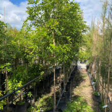 35L Alectryon excelsus (Titoki) April 25