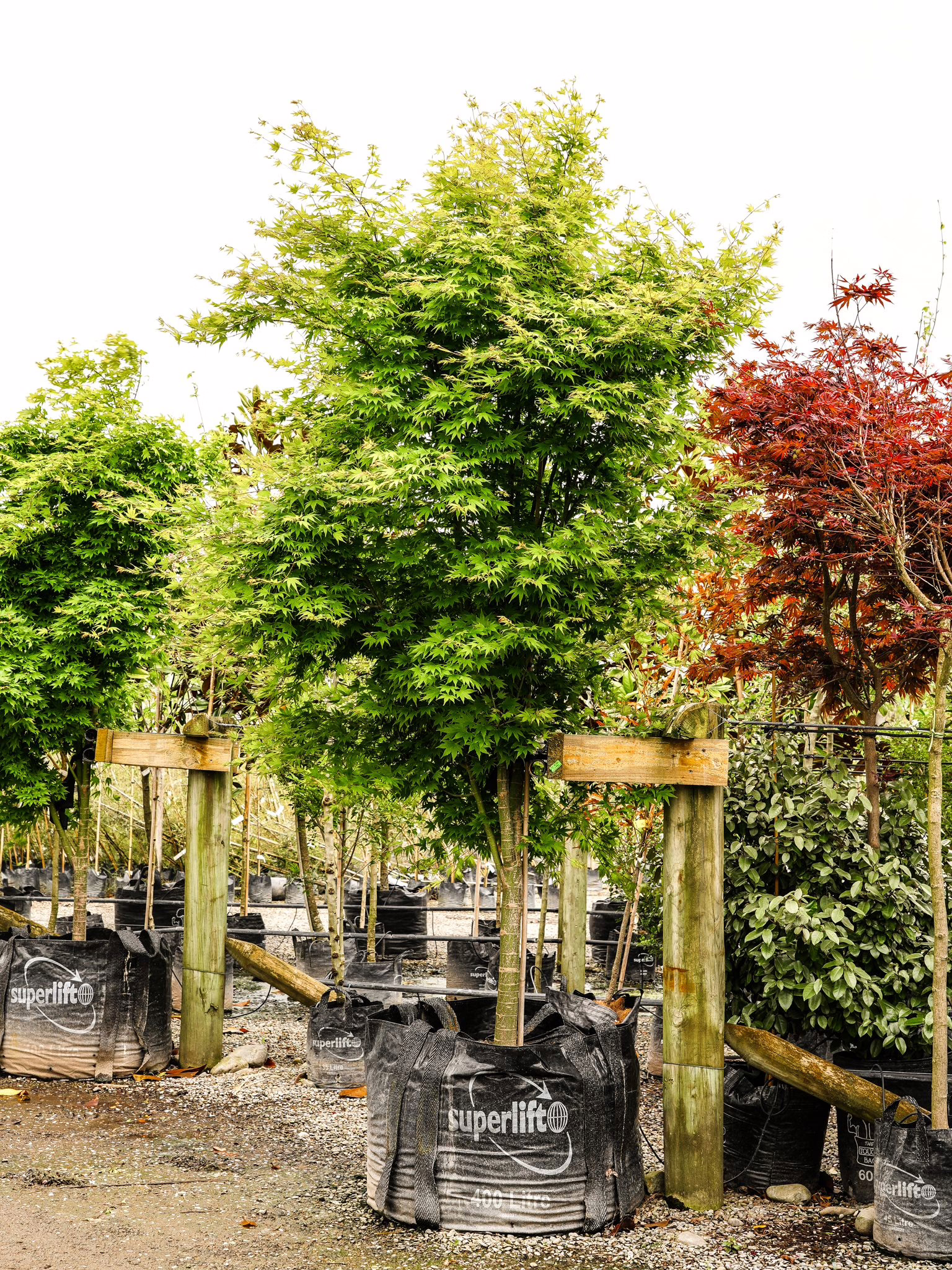 Acer palmatum 15 400L Acer palmatum (Japanese Maple) at Leafland in October 2025.