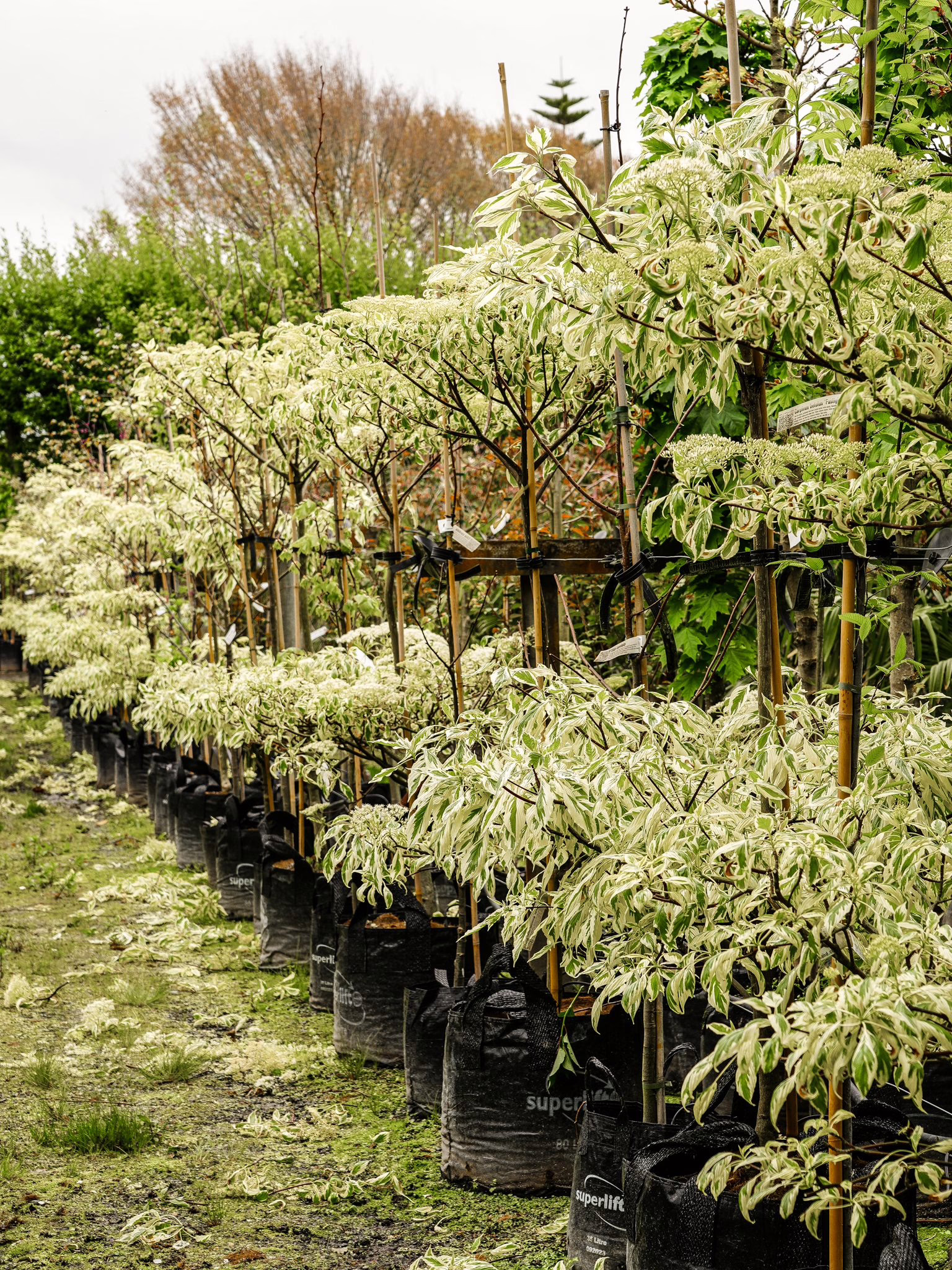Cornus controversa 'Variegata' 6 45L Cornus controversa 'Variegata' (Giant Dogwood) at Leafland in October 2025