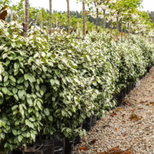 45L Elaeagnus x submacrophylla (Silverberry) at Leafland in October 2025.