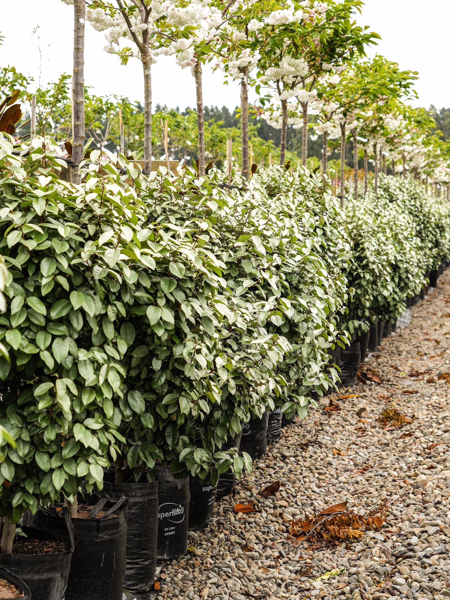 Elaeagnus x submacrophylla 8 45L Elaeagnus x submacrophylla (Silverberry) at Leafland in October 2025.