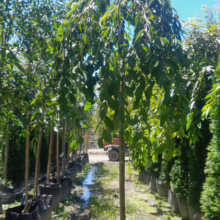 45L Prunus x subhirtella 'Falling Snow' (Higan Cherry) on a 1.8m std in January 2025 at Leafland Nursery.