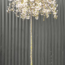 45L Prunus x subhirtella 'Falling Snow' (Higan Cherry) at Leafland in September 2025