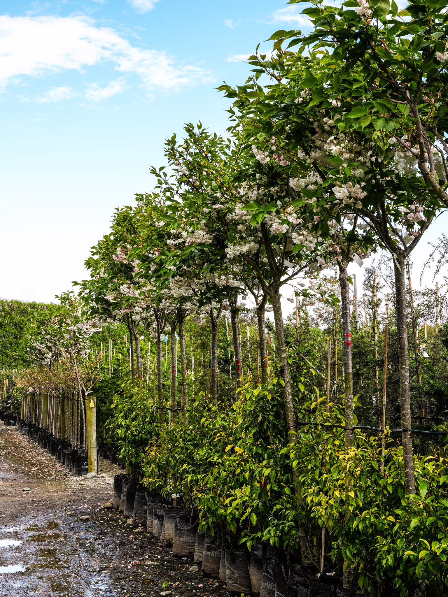 Prunus serrulata 'Shirotae' 22 45L Prunus serrulata 'Shirotae' (Japanese Cherry) at Leafland in October 2025.