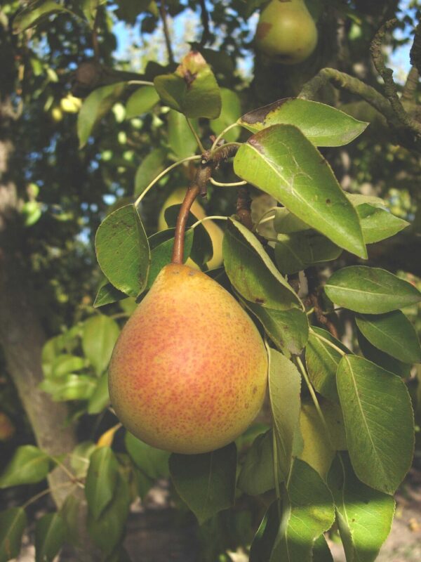 Pear 'Worden Seckel' - Image 4