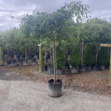 60L Prunus x yedoensis 'Perpendens' (Yoshino Cherry) at Leafland Nursery in February 2025