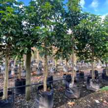 60L Vitex lucens (Pūriri) June 2025 at Leafland