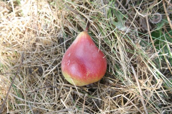 Pear 'Worden Seckel'