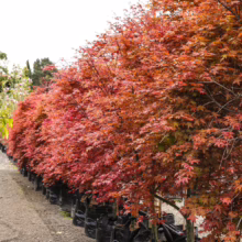 80L Acer palmatum 'Shin-deshojo' (Japanese Maple) at Leafland in October 2025.