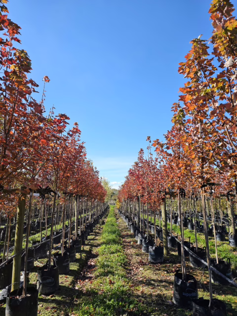 45L Acer rubrum 'Brandywine' (Red Maple) April 24