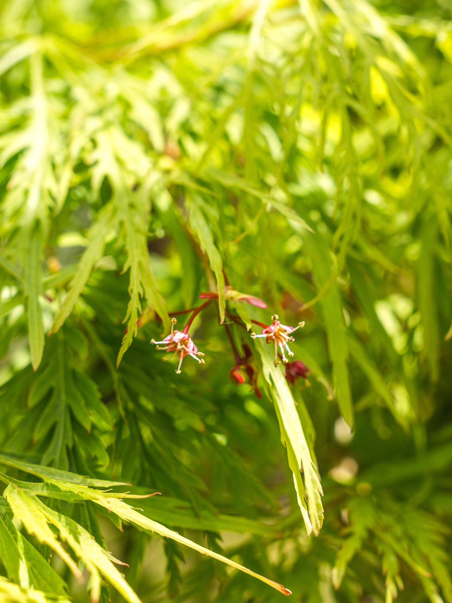 Acer palmatum var. dissectum 'Viridis' 5 Acer palmatum var. dissectum 'Viridis' (Japanese Maple) flowers at Leafland in Spring 2025.