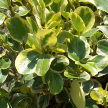 Griselinia littoralis 'Variegata' (Kāpuka) greener leaves