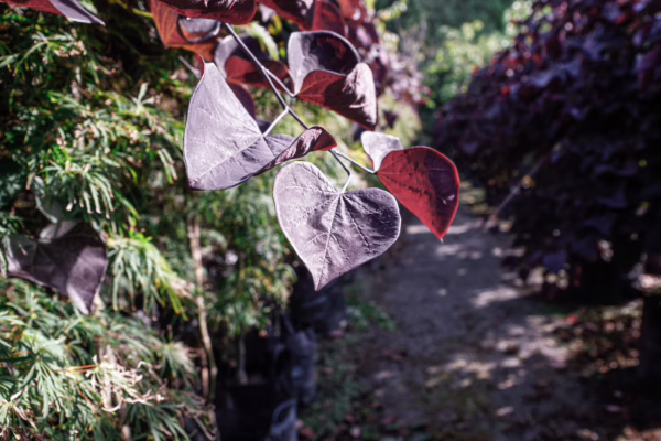 Cercis canadensis 'Ruby Falls' - Image 6