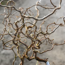 Corylus avenllana 'Contorta' (Corkscrew Hazel) Branches