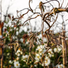 Corylus avenllana 'Contorta' (Corkscrew Hazel) Branch and Catkins