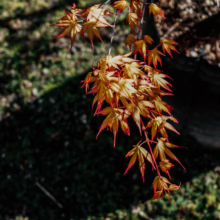Acer palmatum 'Katsura' (Japanese Maple) orange foliage.