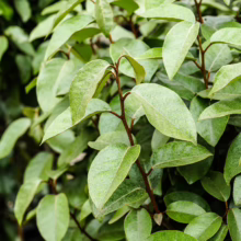 Elaeagnus x submacrophylla (Silverberry) foliage at Leafland in October 2025.