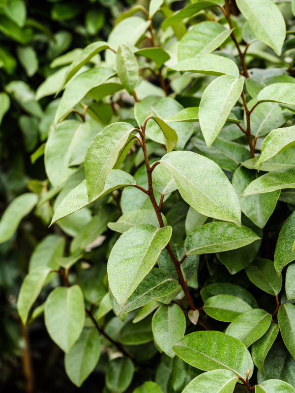 Elaeagnus x submacrophylla (Silverberry) foliage at Leafland in October 2025.