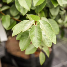 Elaeagnus x submacrophylla (Silverberry) leaf at Leafland in October 2025.