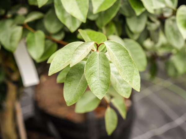 Elaeagnus x submacrophylla (Silverberry) leaf at Leafland in October 2025.