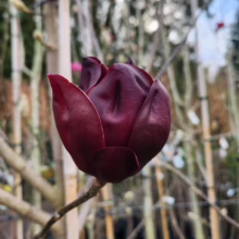 Magnolia ‘Deryk’ (Magnolia) flower at Leafland in Spring 2023.