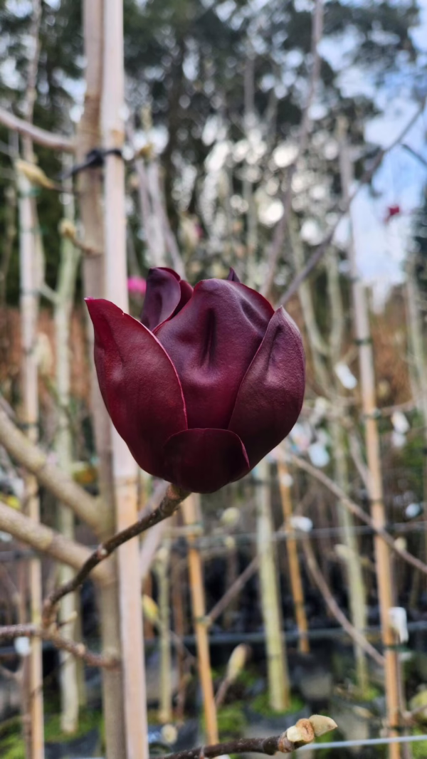 Magnolia ‘Deryk’ (Magnolia) flower at Leafland in Spring 2023.