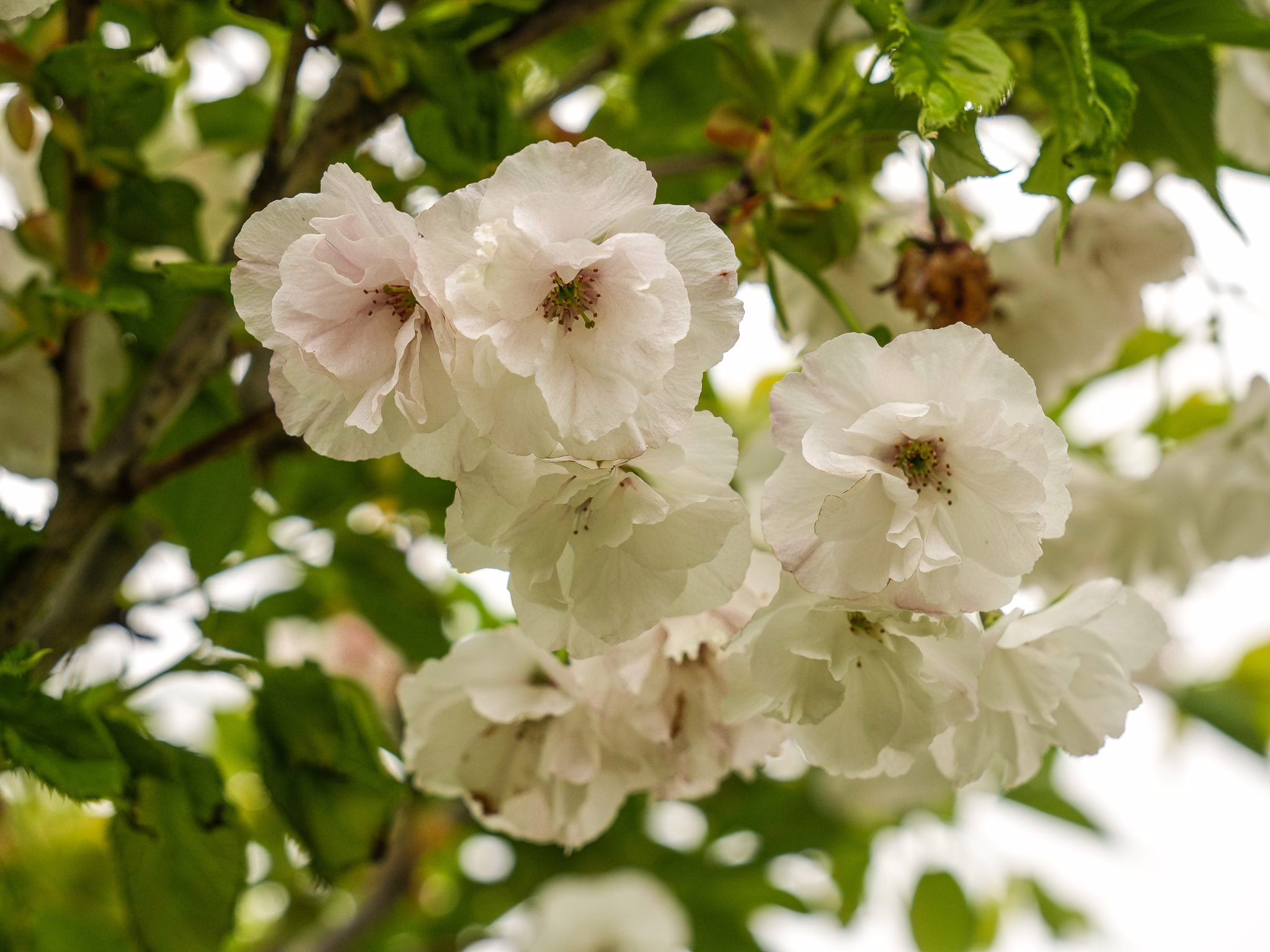 Prunus serrulata 'Shirotae' 21 Prunus serrulata 'Shirotae' (Japanese Cherry) flowers at Leafland in October 2025.