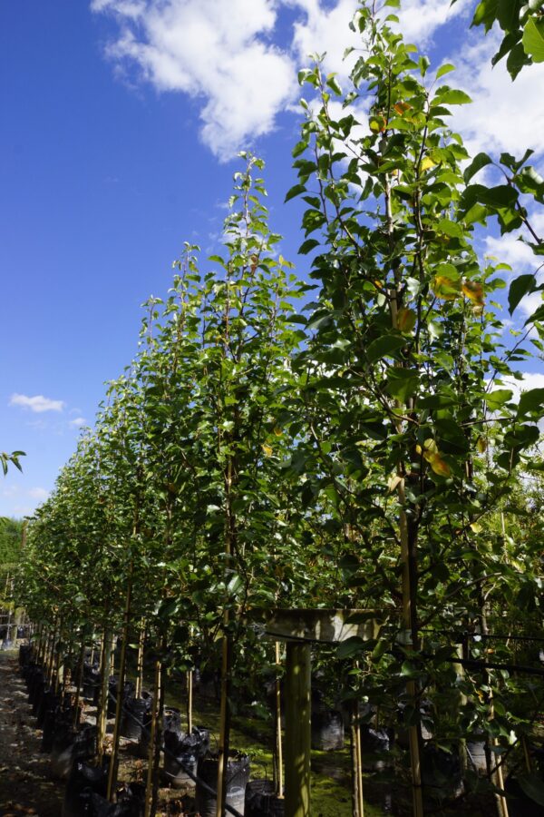 Pyrus calleryana ‘Slim Jim’ (Ornamental Pear) trees at Leafland.