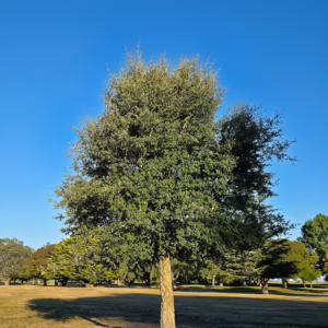 Quercus suber