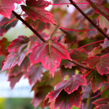 Acer rubrum 'Brandywine' (Red Maple) foliage.