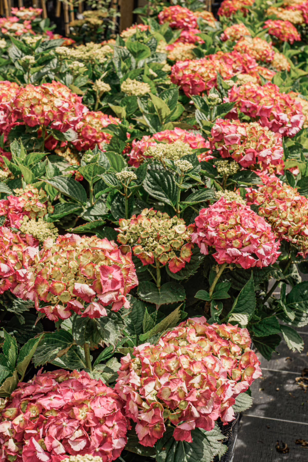 Hydrangea macrophylla 'Brilliant' - Image 5