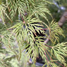 Acer palmatum var. dissectum 'Emerald Lace' (Japanese Maple)} leaf.