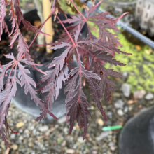 Acer palmatum var. dissectum 'Tamukeyama' (Japanese Maple) foliage at Leafland.
