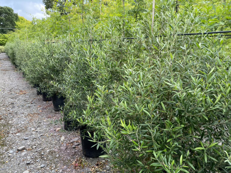 Olive 'El Greco' (Olive) at Leafland.