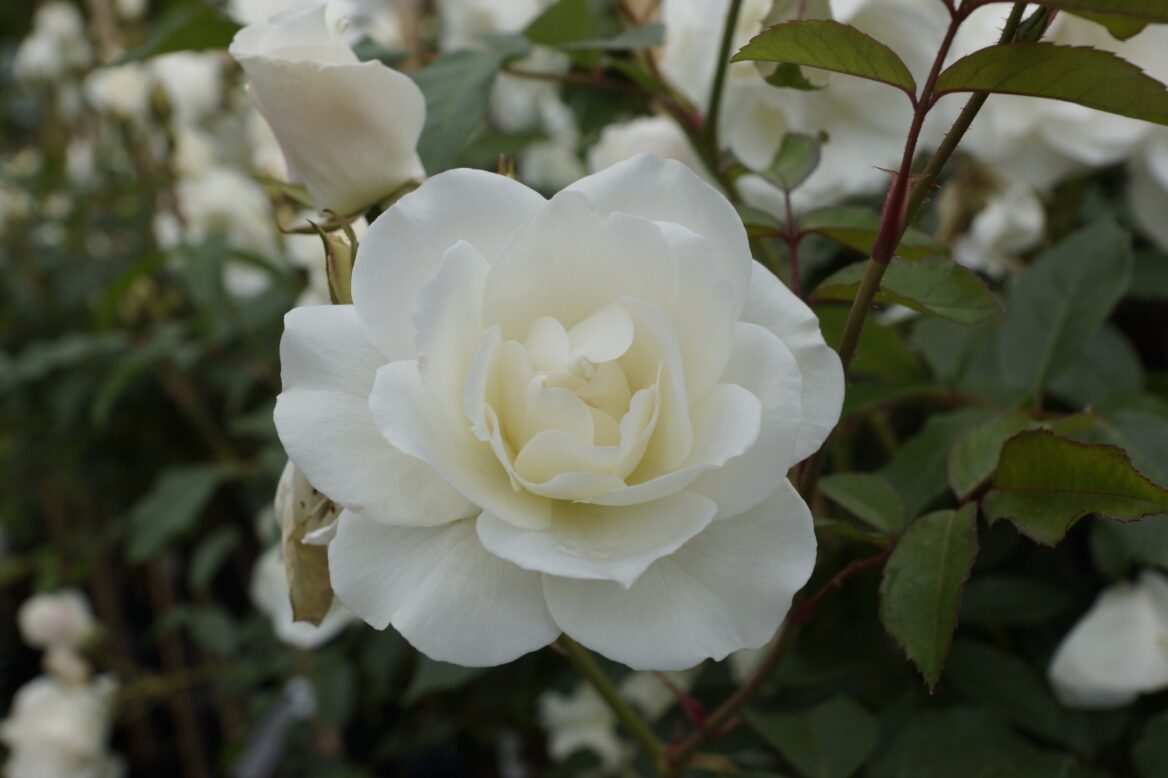 Rosa 'Iceberg' 1 Rosa 'Iceberg'