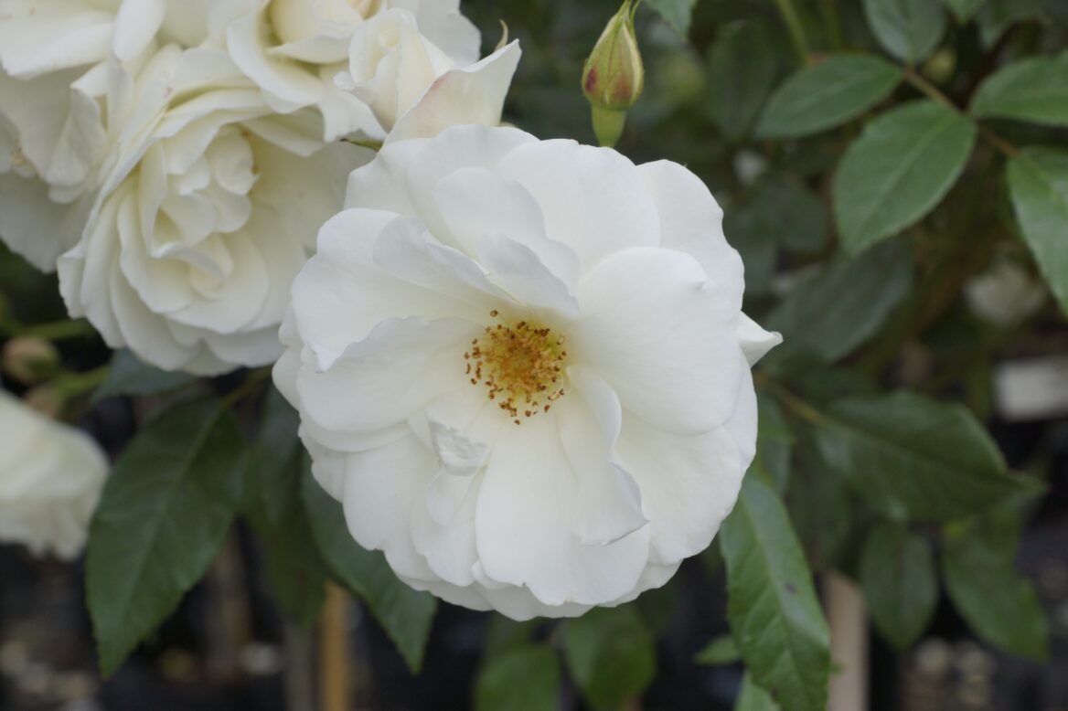 Rosa 'Iceberg' 6 Rosa 'Iceberg' - Image 7