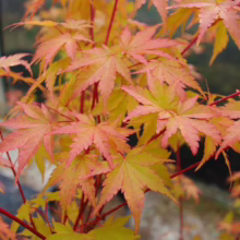 Acer palmatum 'Fjellheim' (Japanese Maple) Autumn Foliage