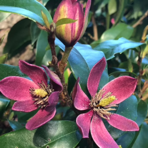 Michelia 'Stellar Ruby'