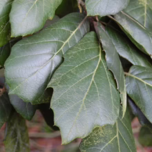 Quercus crassifolia (Leather Leaf Mexican Oak) foliage.