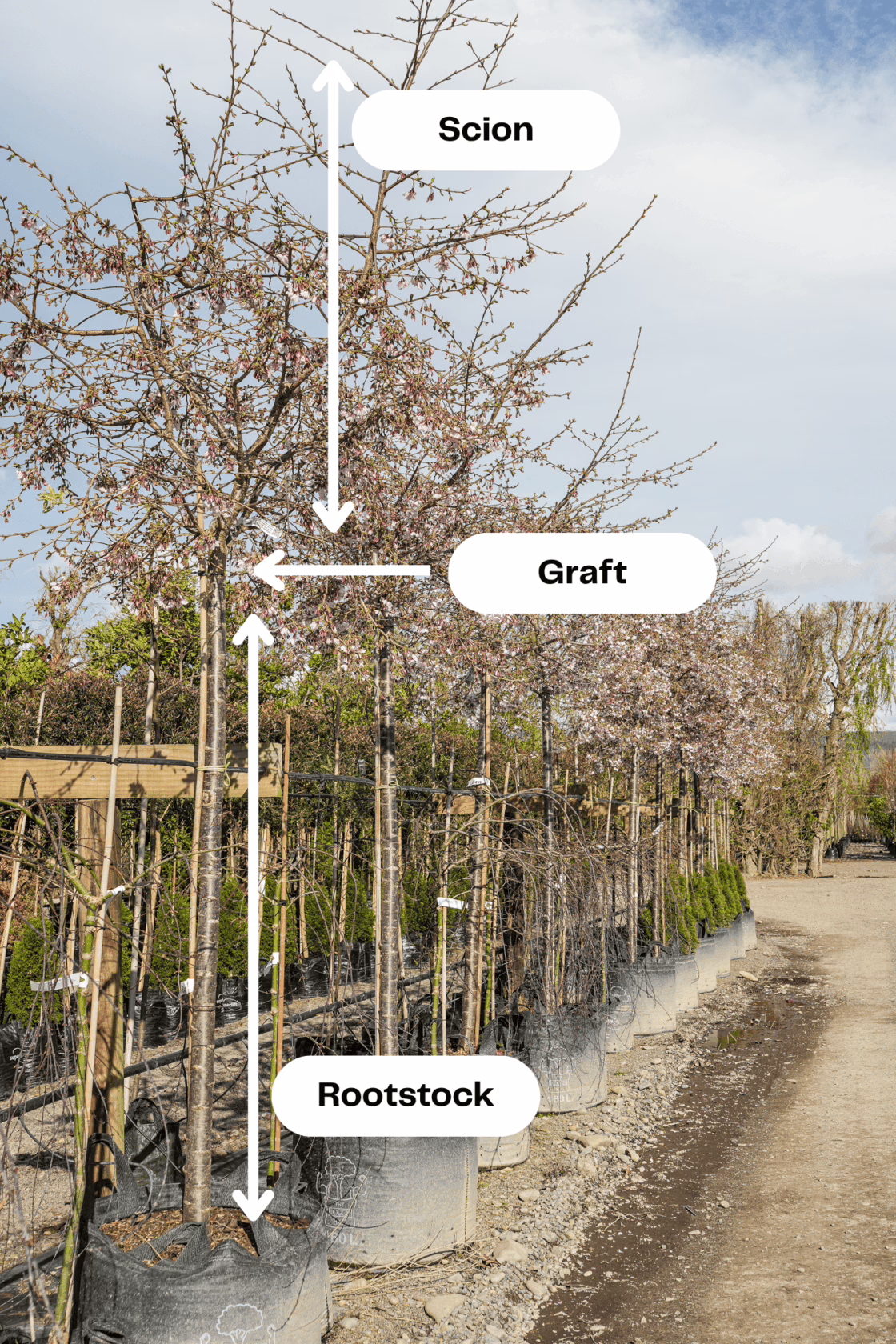 Diagram of Grafted Tree