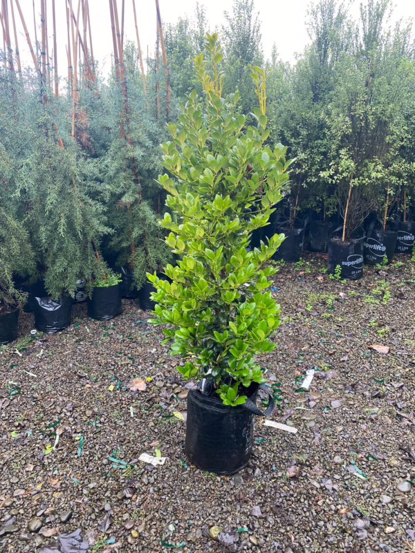 Ilex 'Largo'