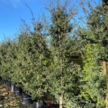 45L Podocarpus totara 'Matapouri Blue' (Blue Totara) August 2024 at Leafland Nursery