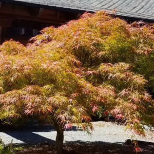 Acer palmatum 'Villa Taranto'