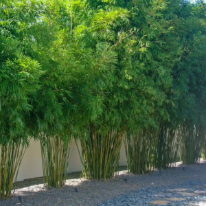 Bambusa multiplex 'Wang Tsai'