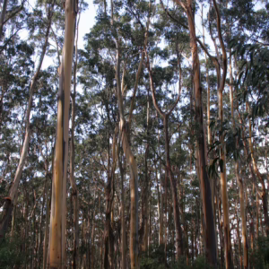 Eucalyptus globulus subsp. globulus